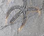 Ophiura sp. LAMARCK 1801 - Bild © FossNet FossilienStore